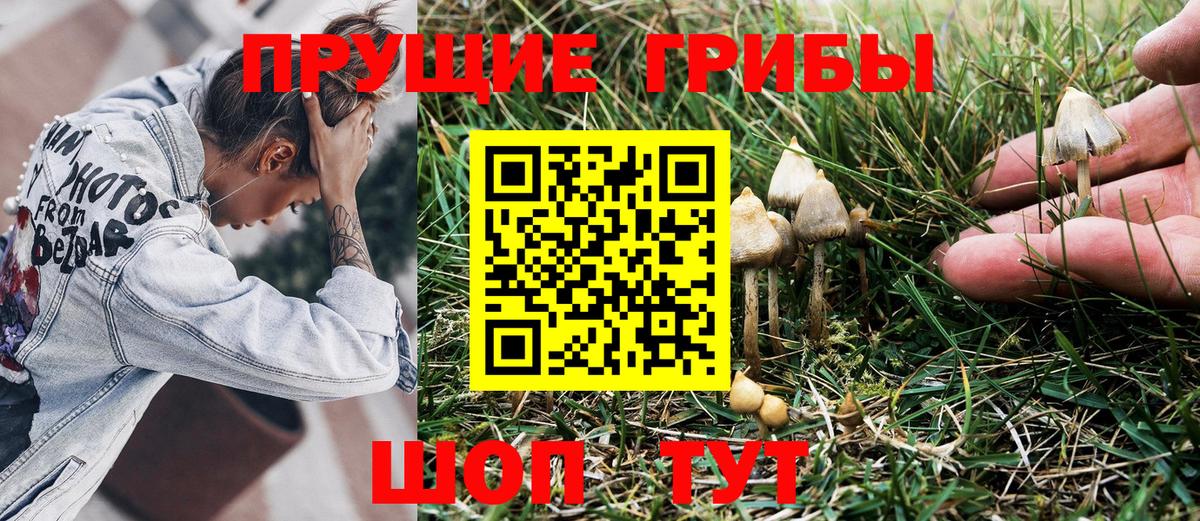 Псилоцибиновые грибы Psilocybine cubensis Белорецк